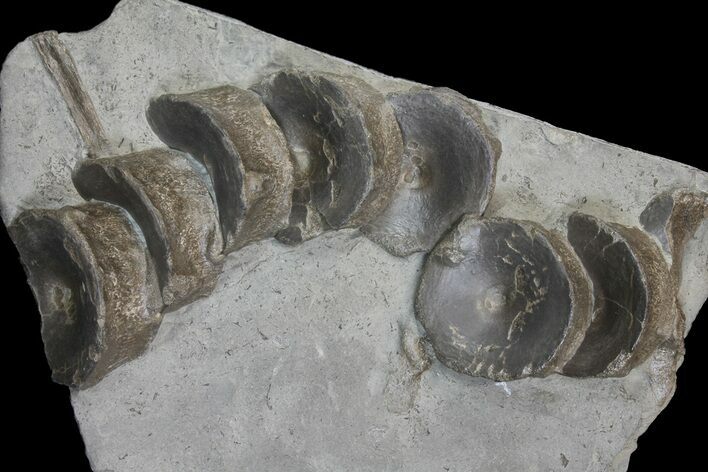 Plate of Fossil Ichthyosaur Vertebrae - Germany #167805